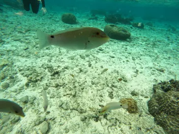 武藤潜水に投稿された画像（2022/12/7）