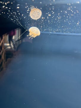 下田海中水族館に投稿された画像（2022/12/7）