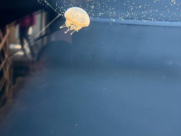 下田海中水族館に投稿された画像（2022/12/7）