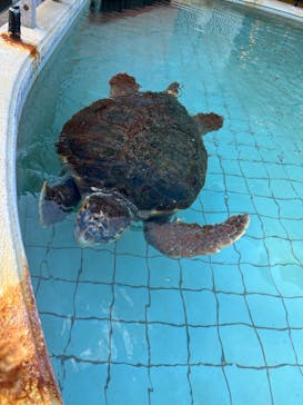 下田海中水族館に投稿された画像（2022/12/7）
