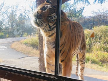 秋吉台自然動物公園 サファリランドに投稿された画像（2022/12/7）