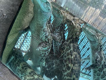 熱川バナナワニ園に投稿された画像（2022/12/6）