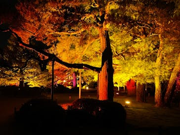 NAKEDヨルモウデ2022平安神宮に投稿された画像（2022/12/7）