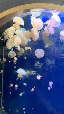 九十九島水族館海きららに投稿された画像（2022/12/7）