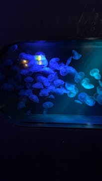 九十九島水族館海きららに投稿された画像（2022/12/7）