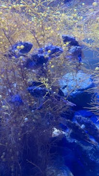 九十九島水族館海きららに投稿された画像（2022/12/7）