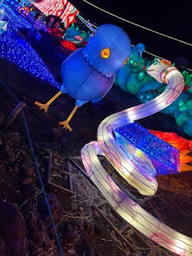 伊豆ぐらんぱる公園に投稿された画像（2022/12/7）