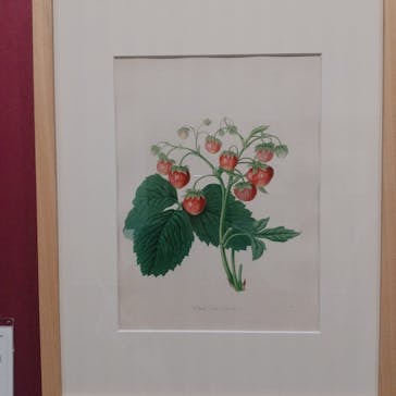 おいしいボタニカル・アート　食を彩る植物のものがたり(SOMPO美術館)に投稿された画像（2022/12/7）