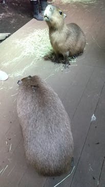 カワスイ 川崎⽔族館に投稿された画像（2022/12/8）