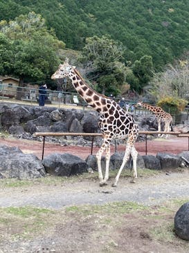 伊豆アニマルキングダムに投稿された画像（2022/12/8）