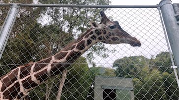 しろとり動物園に投稿された画像（2022/12/8）