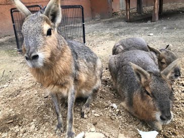 しろとり動物園に投稿された画像（2022/12/8）