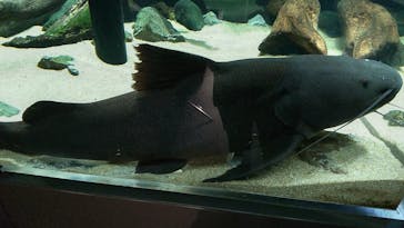 カワスイ 川崎⽔族館に投稿された画像（2022/12/8）