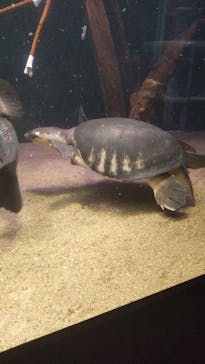 カワスイ 川崎⽔族館に投稿された画像（2022/12/8）