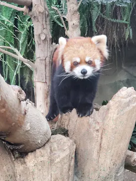 神戸どうぶつ王国に投稿された画像（2022/12/8）