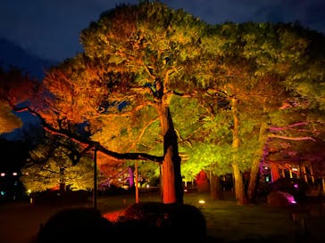 NAKEDヨルモウデ2022平安神宮に投稿された画像（2022/12/8）