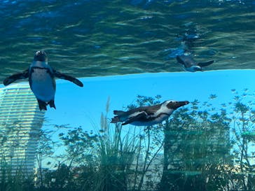 サンシャイン水族館に投稿された画像（2022/12/9）