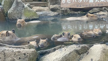 伊豆シャボテン動物公園に投稿された画像（2022/12/9）