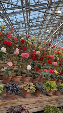 なばなの里に投稿された画像（2022/12/9）