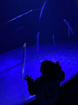 サンシャイン水族館に投稿された画像（2022/12/9）