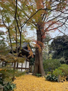 三溪園に投稿された画像（2022/12/9）