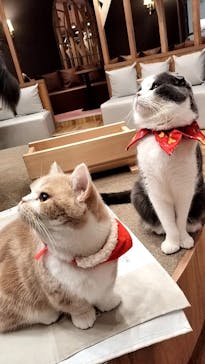猫カフェモカ 名古屋栄店に投稿された画像（2022/12/10）