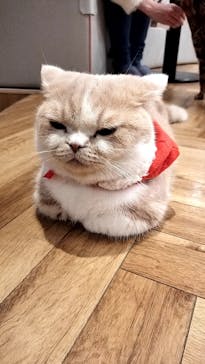 猫カフェモカ 名古屋栄店に投稿された画像（2022/12/10）