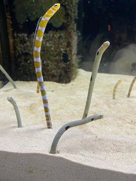 京都水族館に投稿された画像（2022/12/10）