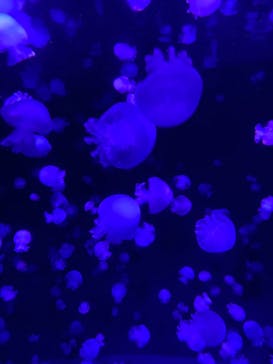 京都水族館に投稿された画像（2022/12/10）