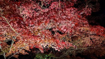 上方温泉 一休 京都本館に投稿された画像（2022/12/10）