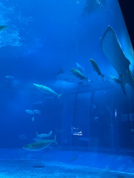沖縄美ら海水族館に投稿された画像（2022/12/10）