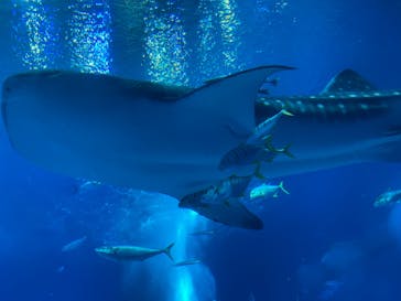 沖縄美ら海水族館に投稿された画像（2022/12/10）