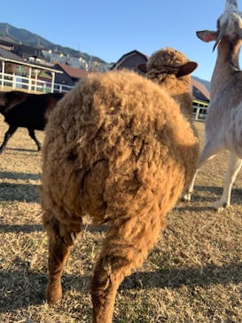 ワールド牧場に投稿された画像（2022/12/10）