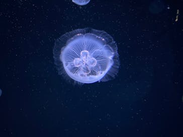 サンシャイン水族館に投稿された画像（2022/12/10）