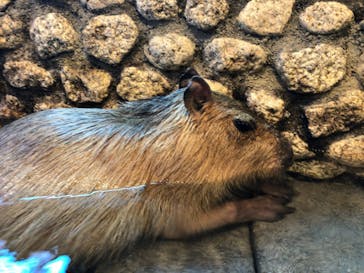 おさるの湯もみ処　おさ湯に投稿された画像（2022/12/10）