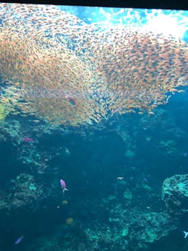 環境水族館アクアマリンふくしまに投稿された画像（2022/12/10）