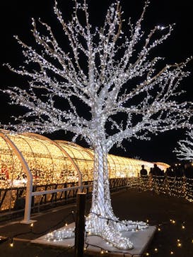 東京メガイルミに投稿された画像（2022/12/10）