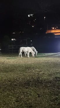 東京メガイルミに投稿された画像（2022/12/10）