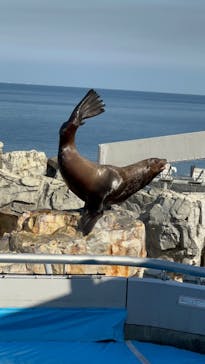 大分マリーンパレス水族館 「うみたまご」に投稿された画像（2022/12/10）