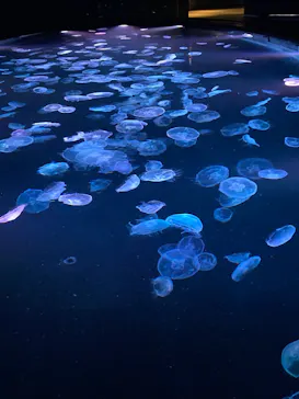 すみだ水族館に投稿された画像（2022/12/10）
