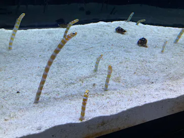 すみだ水族館に投稿された画像（2022/12/10）