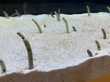 すみだ水族館に投稿された画像（2022/12/10）