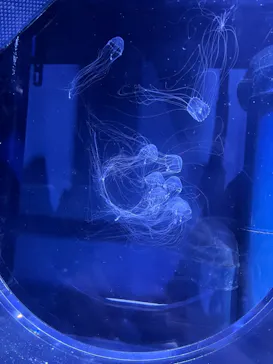 すみだ水族館に投稿された画像（2022/12/10）