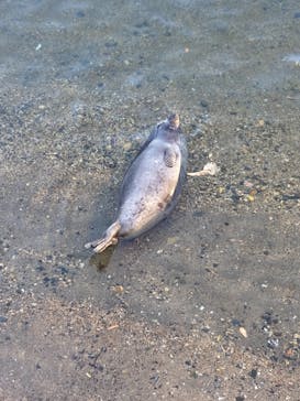 伊豆・三津シーパラダイスに投稿された画像（2022/12/10）