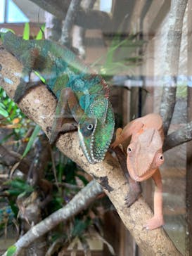 体感型動物園iZooに投稿された画像（2022/12/10）