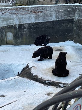 のぼりべつクマ牧場に投稿された画像（2022/12/10）