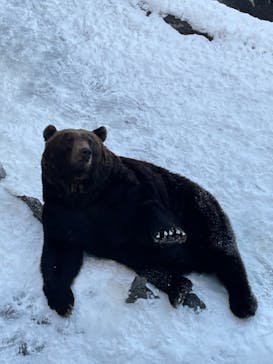 のぼりべつクマ牧場に投稿された画像（2022/12/10）