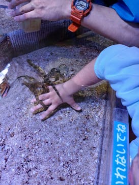 ゼロ距離水族館 伊勢シーパラダイスに投稿された画像（2022/12/10）