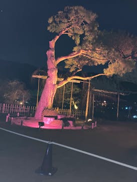 NAKEDヨルモウデ2022平安神宮に投稿された画像（2022/12/10）