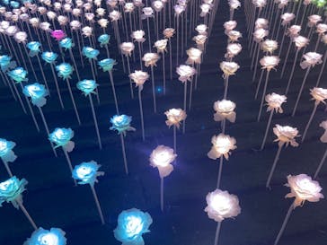 東京メガイルミに投稿された画像（2022/12/10）